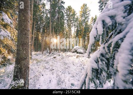 Schneelandschaft im Wald, Sonnenaufgang durch Bäume, Seewald, Schwarzwald, Deutschland, Europa Stockfoto