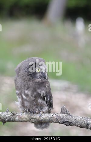 Großhorneule (Aegolius funereus), Jungvogel auf einem Ast sitzend, Rothaargebirge, Rothaarsteig, Nordrhein-Westfalen, Deutschland, Europa Stockfoto