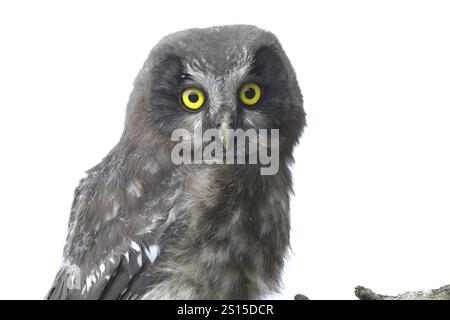 Großhorneule (Aegolius funereus), Jungvogel auf einem Ast sitzend, Tierporträt, Rothaargebirge, Rothaarsteig, Nordrhein-Westfalen, Deutschland, Stockfoto