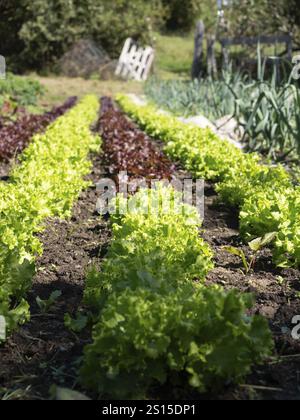 Gemüsegarten mit Salaten verschiedener grüner und violetter Sorten, die in einer Reihe im Boden gepflanzt werden Stockfoto