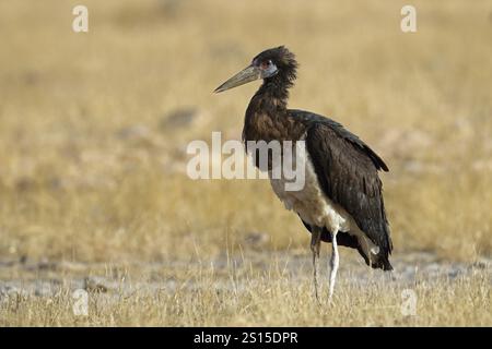 Abdimstorch, Ciconia abdimii, Oman, Asien Stockfoto