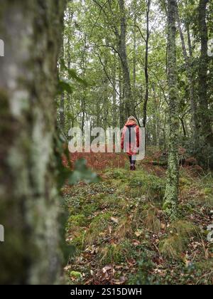 Rückansicht einer Frau mit rotem Mantel und schwarzem Rucksack, die durch einen natürlichen Wald spaziert. Der Begriff der Verbindung mit der Natur Stockfoto