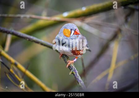 Ein zebrafink (Taeniopygia) sitzt auf einem Ast und blickt in die Kamera mitten in der Natur, Eisenberg, Thüringen, Deutschland, Europa Stockfoto