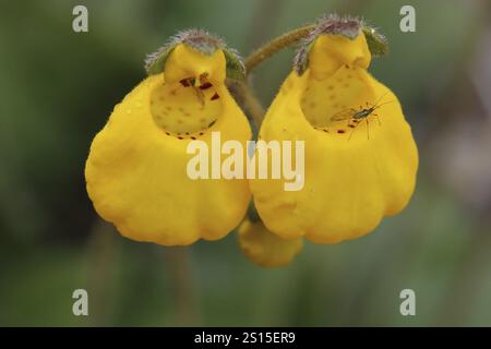 Slipper Blume, Calceolaria, Patagonien, Argentinien, Südamerika Stockfoto