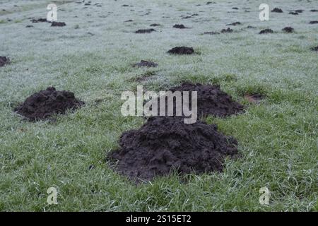 Maulwurzeln erzeugen Beulen und ruinieren im Winter das Gras eines von Frost bedeckten Rasens Stockfoto