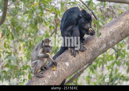 Schwarzer Brüller (Alouatta), 2 Tiere, Pantanal, Inland, Feuchtgebiet, UNESCO-Biosphärenreservat, Weltkulturerbe, Feuchtbiotope, Mato Grosso, Brasilien, Also Stockfoto