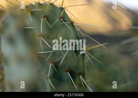 Im Saguaro-Nationalpark können Sie tief in den mit Stacheln und Glochiden bedeckten Kaktuskaktus blicken Stockfoto