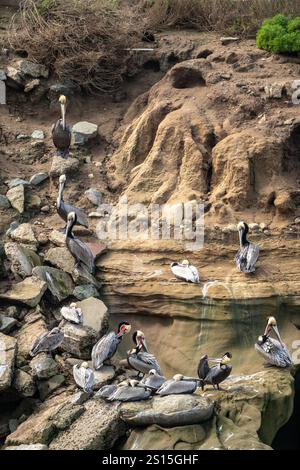 Pelikane, die in den Felsen von La Jolla in Südkalifornien verstreut sind Stockfoto