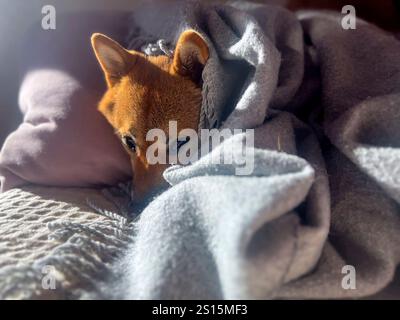 Nachdenklicher Shiba Inu mit einem traurigen Ausdruck, Kopf unter einer Decke. Die Stimmung ist nachdenklich und besinnlich. Hochwertige Nahaufnahmen. Kopierbereich verfügbar. Stockfoto