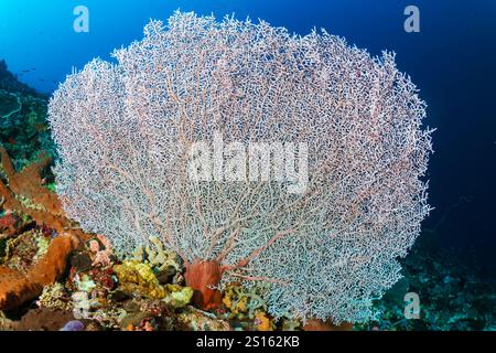 Riesiges Gorgonisches Meer (Gorgonia sp.) Auf einem Korallenriff in Indonesien Stockfoto