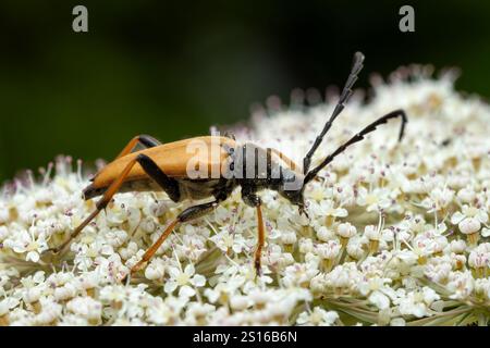 Rotbrauner Longhorn-Käfer - Stictoleptura rubra, schöner großer farbiger Käfer aus europäischen Wäldern und Wäldern, Zlin, Tschechische Republik. Stockfoto