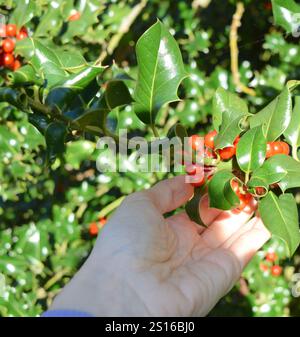 Sonnendurchflutete Stechpalmenbeeren im Wald in menschlicher Hand. Stockfoto