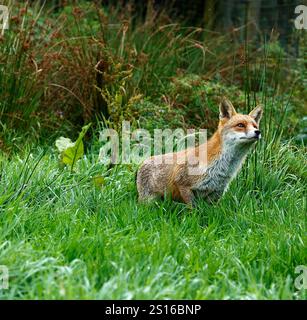 Unser wunderschöner, gerissener Roter Fuchs Stockfoto