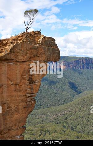 Einsamer Baum am Rand einer Klippe mit einem beeindruckenden Überhang. Blue Mountains Nationalpark. New South Wales, Australien. Stockfoto