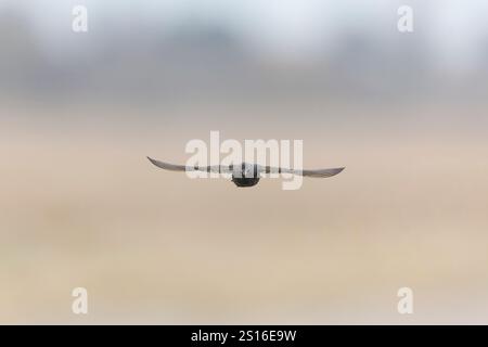 Sturnus vulgaris, Wintergefieder, Erwachsenenflug, Suffolk, England, Dezember Stockfoto