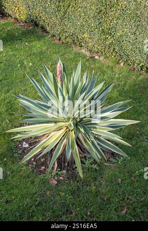 Yucca Gloriosa variegata Stockfoto