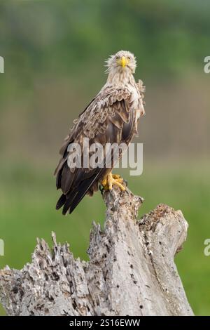 Seeadler (Haliaeetus albicilla) erwachsenes Weibchen auf einem verrottenden Baumstumpf, Seitenansicht mit Rüschenfedern und Kopf zur Kamera gerichtet Stockfoto