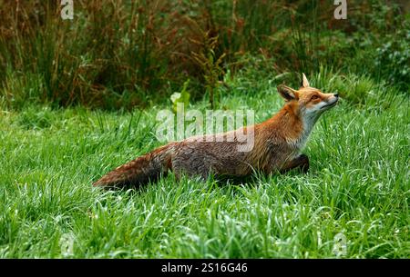 Unser wunderschöner, gerissener Roter Fuchs Stockfoto