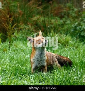 Unser wunderschöner, gerissener Roter Fuchs Stockfoto