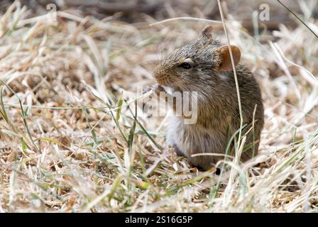 Afrikanische Grasratte (Arvicanthis niloticus) aus Serengeti NP, Tansania. Stockfoto