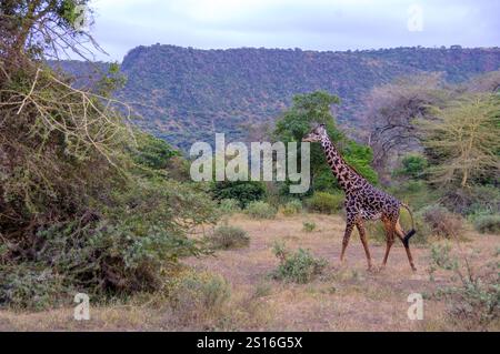 Masai Giraff (Giraffa camelopardalis) zu Fuß im Lake Manyara NP, Tansania. Stockfoto