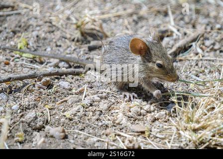 Afrikanische Grasratte (Arvicanthis niloticus) aus Serengeti NP, Tansania. Stockfoto