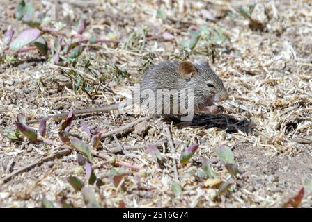 Afrikanische Grasratte (Arvicanthis niloticus) aus Serengeti NP, Tansania. Stockfoto