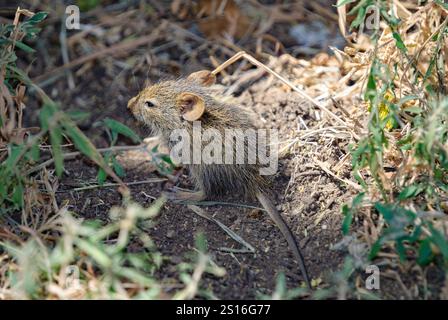 Afrikanische Grasratte (Arvicanthis niloticus) aus Serengeti NP, Tansania. Stockfoto