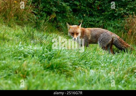 Unser wunderschöner, gerissener Roter Fuchs Stockfoto