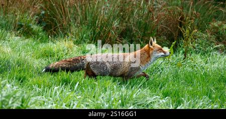 Unser wunderschöner, gerissener Roter Fuchs Stockfoto