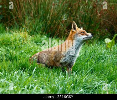 Unser wunderschöner, gerissener Roter Fuchs Stockfoto