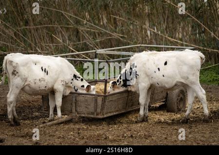 Weiße und schwarze Kühe auf dem Bauernhof fressen Heu vom Futtermittel Stockfoto