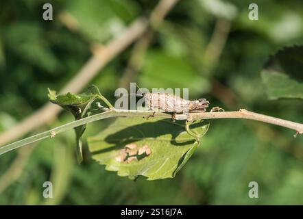 Rastgrasschrecken, wahrscheinlich ein Fuzzy olivgrüner Grasshopper (Campylacantha olivacea) auf Mexiko Stockfoto
