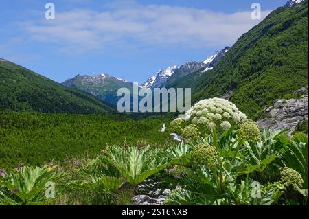 Panoramablick auf das Naturreservat Kaukasus mit Bergen in Dombay. Karatschay-Tscherkess-Republik, Russland Stockfoto