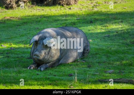 Ein entspanntes iberisches Schwein liegt auf grünem Gras in der Sierra de Aracena. Diese Region ist bekannt für ihre iberische Schinkenproduktion und die Korkeichenwälder in Spanien. Stockfoto