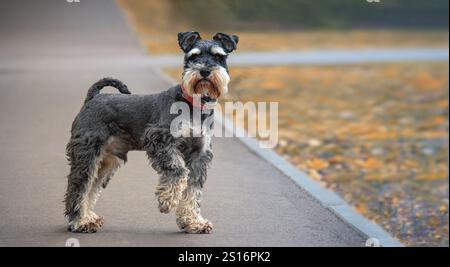 Der Riesenschnauzer steht mit erhobener Pfote und blickt vor einem unscharfen, herbstlichen, natürlichen Hintergrund in den Rahmen. Platz für Text Stockfoto