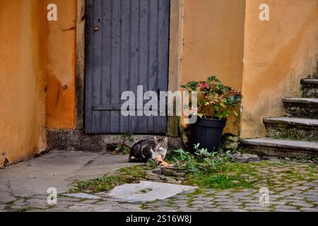Lyon, Frankreich - 11. November 2021 : Fokus auf eine Katze, die auf einem Hof installiert ist. Er scheint vor seinem Haus zu stehen. Er beobachtet einen Vogel. Stockfoto