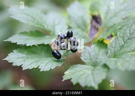 Tödliche giftige Beeren der Baneberry, Actaea spicata, auch bekannt als Bugbane, Kräuter christopher oder Kröte, Wildpflanze aus Finnland Stockfoto