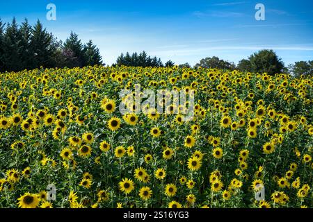 Eine blühende Sonnenblumenpflanze. Stockfoto