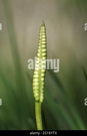 Adderstongue, Ophioglossum vulgatum, auch bekannt als Südadderzunge oder Adderstongue Farn, Wildpflanze aus Finnland Stockfoto