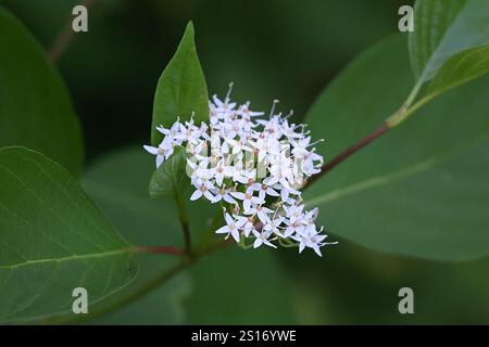 Sibirischer Hartholz, Cornus alba, auch bekannt als tatarischer Hartholz oder roter Hartholz, invasiver Sträucher aus Finnland Stockfoto