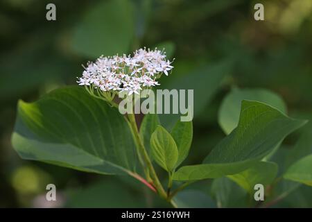 Sibirischer Hartholz, Cornus alba, auch bekannt als tatarischer Hartholz oder roter Hartholz, invasiver Sträucher aus Finnland Stockfoto