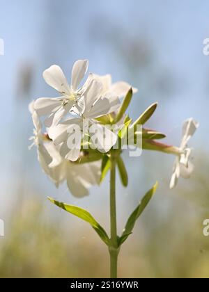 Saponaria officinalis, allgemein bekannt als soapwort, Krähenseife, wilder süßer Wildrom oder Seifenweed, wilde Pflanze aus Finnland Stockfoto