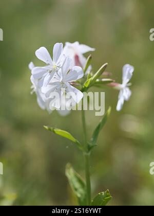 Saponaria officinalis, allgemein bekannt als soapwort, Krähenseife, wilder süßer Wildrom oder Seifenweed, wilde blühende Pflanze aus Finnland Stockfoto