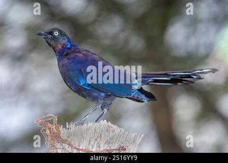 Rueppells Hochglanzstern (Lamprotornis purpuropterus) aus der Serengeti NP, Tansania. Stockfoto