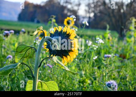 Sonnenblumen im Abendlicht Stockfoto