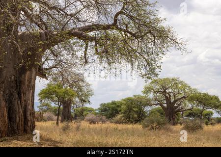 Landschaft mit afrikanischen Baobab-Bäumen, bekannt als Bäume des Lebens im Tarangire Nationalpark in Tansania Ostafrika Stockfoto