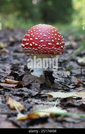 Fliegenpilz, Amanita muscaria, auch bekannt als Fliegenamanita, giftiger Pilz aus Finnland Stockfoto