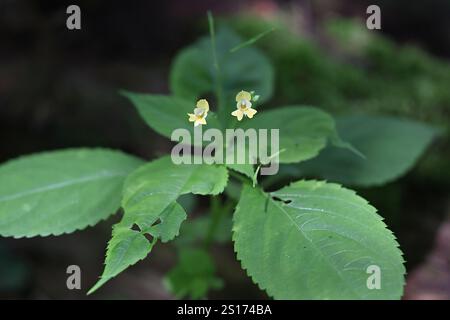 Kleiner Balsam, Impatiens parviflora, auch bekannt als Smallflower Touchmenot, Wildpflanze aus Finnland Stockfoto