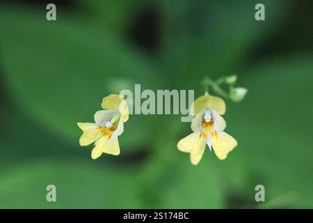 Kleiner Balsam, Impatiens parviflora, auch bekannt als Smallflower Touchmenot, Wildpflanze aus Finnland Stockfoto